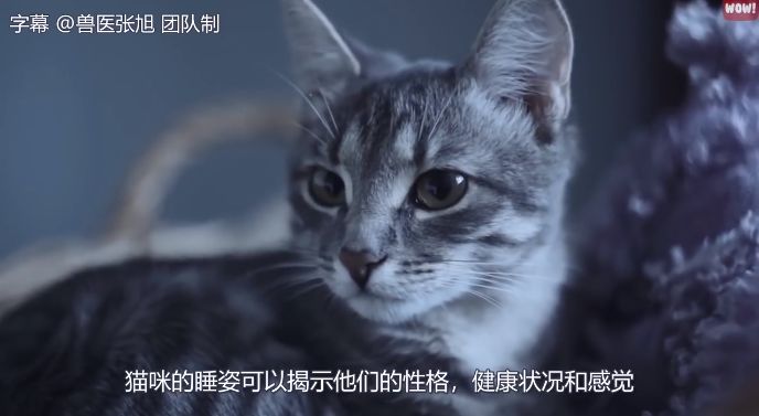 貓咪最新破解版，探索與揭秘