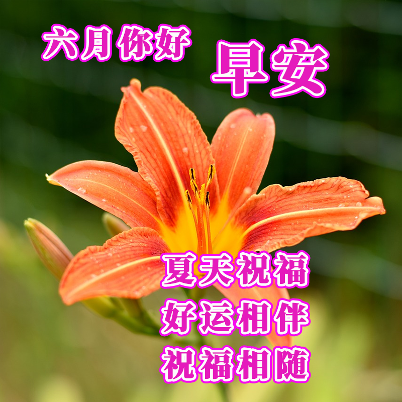 早上好最新圖片，開啟美好一天的溫馨問候