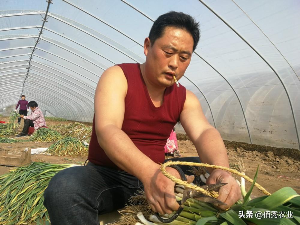 最新蔬菜價格查詢，了解菜價，掌握生活成本
